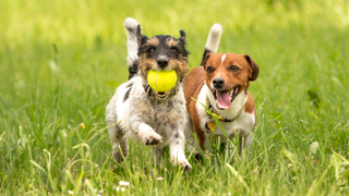 Two dogs in a field, one carrying a ball in their mouth