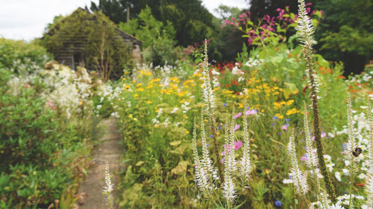 Wildflowers in wildflower garden alongside garden path