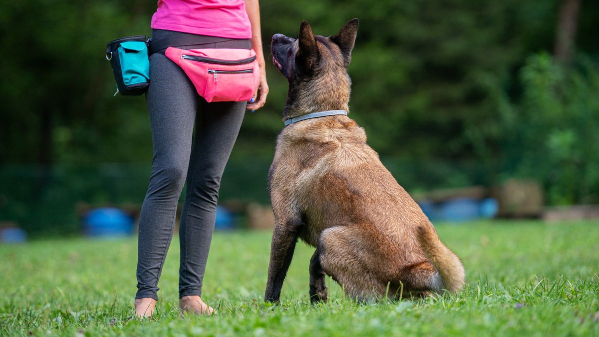 Want a better behaved and more obedient dog? Then you need this trainer’s one genius tip