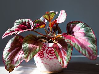 Begonia rex 'Maui Sunset'