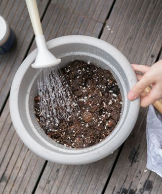 A white plant pot being held by a hand filled with dark brown soil, with a white watering can pouring water into it, placed on dark brown decking