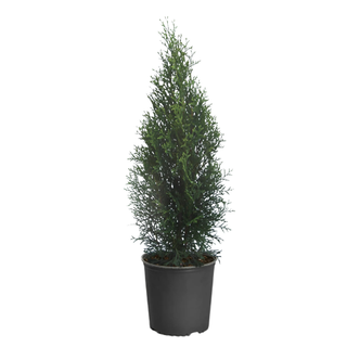 A live emerald green arborvitae in a pot