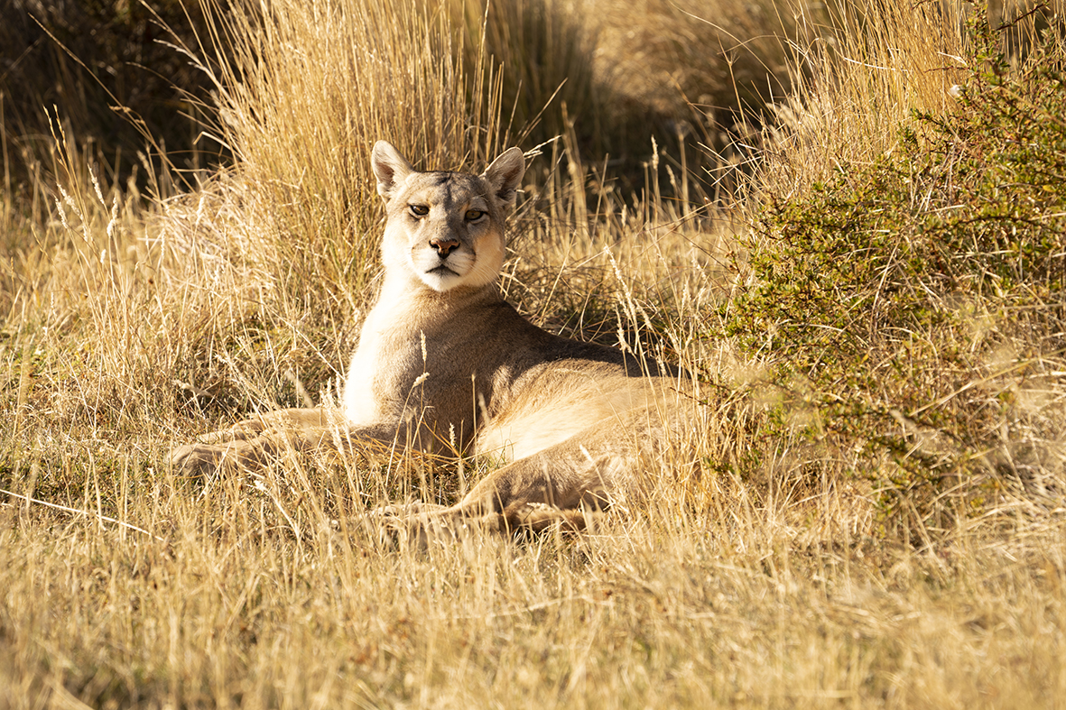 TV tonight a shot of a big cat in Patagonia