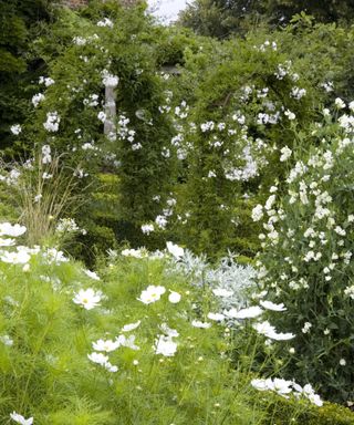 Cosmos bipinnatus and jasmine planted in a white garden