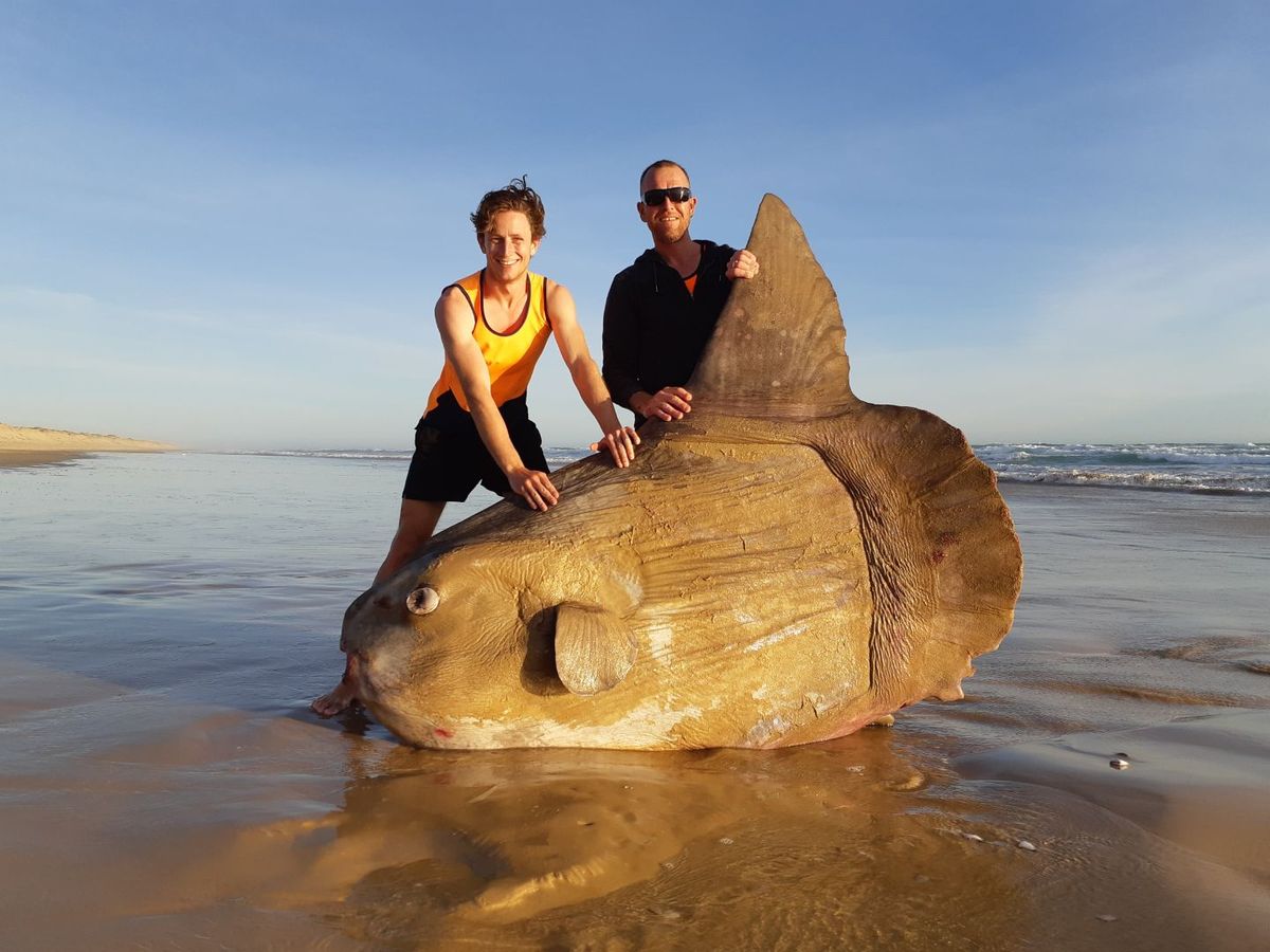 Giant, Weird-Looking Fish With 'Startled' Eyes Washes Up on Aussie