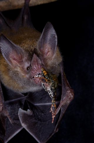 The frog-eating bat, Trachops cirrhosus, consuming one of its preferred prey items, the túngara frog, Physalaemus pustulosus.