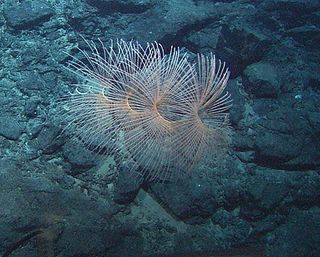 A species of deep-sea coral thrives in the depths near Earth's Lost City vents. Similar vents on Saturn's moon Enceladus could also create homes for life to evolve and survive.