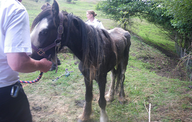 31 horses put down