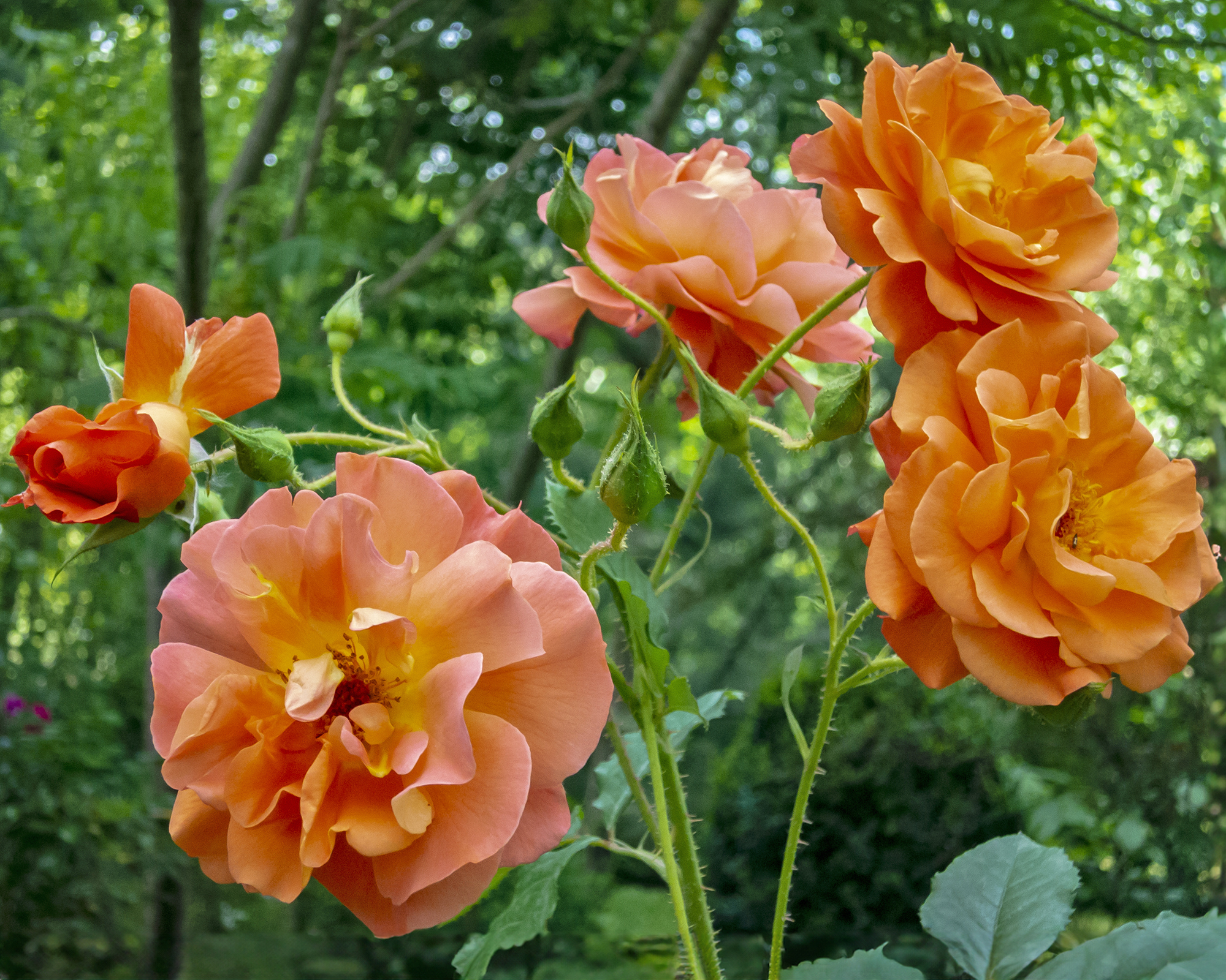 Westerland roses