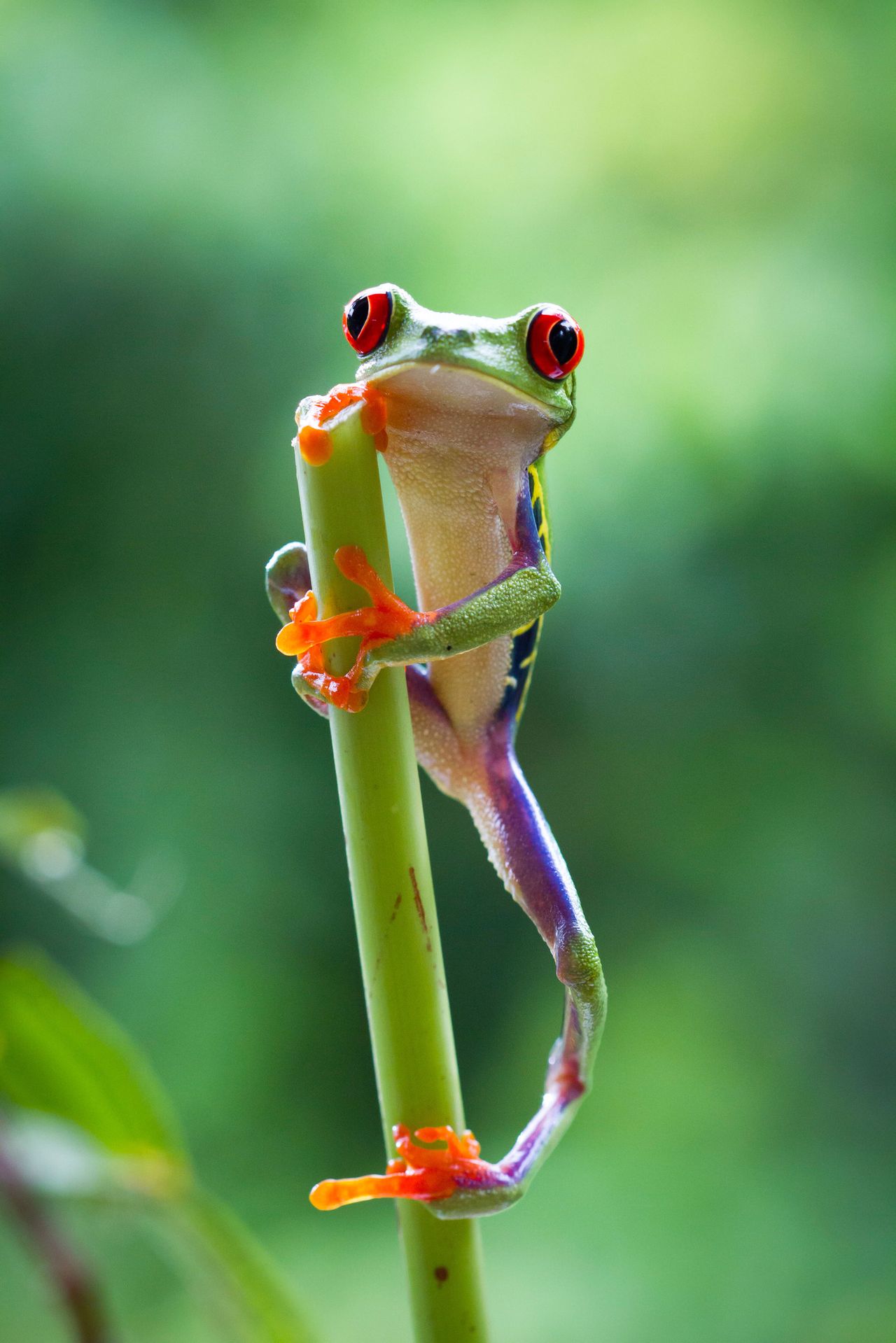 Image Copyright: BBC NHU/Emma Napper