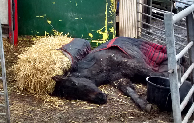 neglected-horse-on-farm.jpg