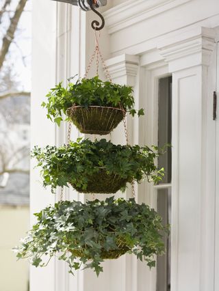 Three ivy hanging baskets