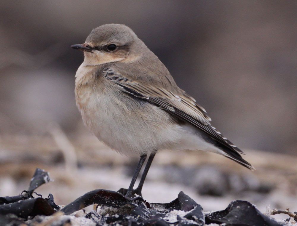 The northern wheatear (Oenanthe oenanthe) weighs no more than 2 tablespoons of salt.