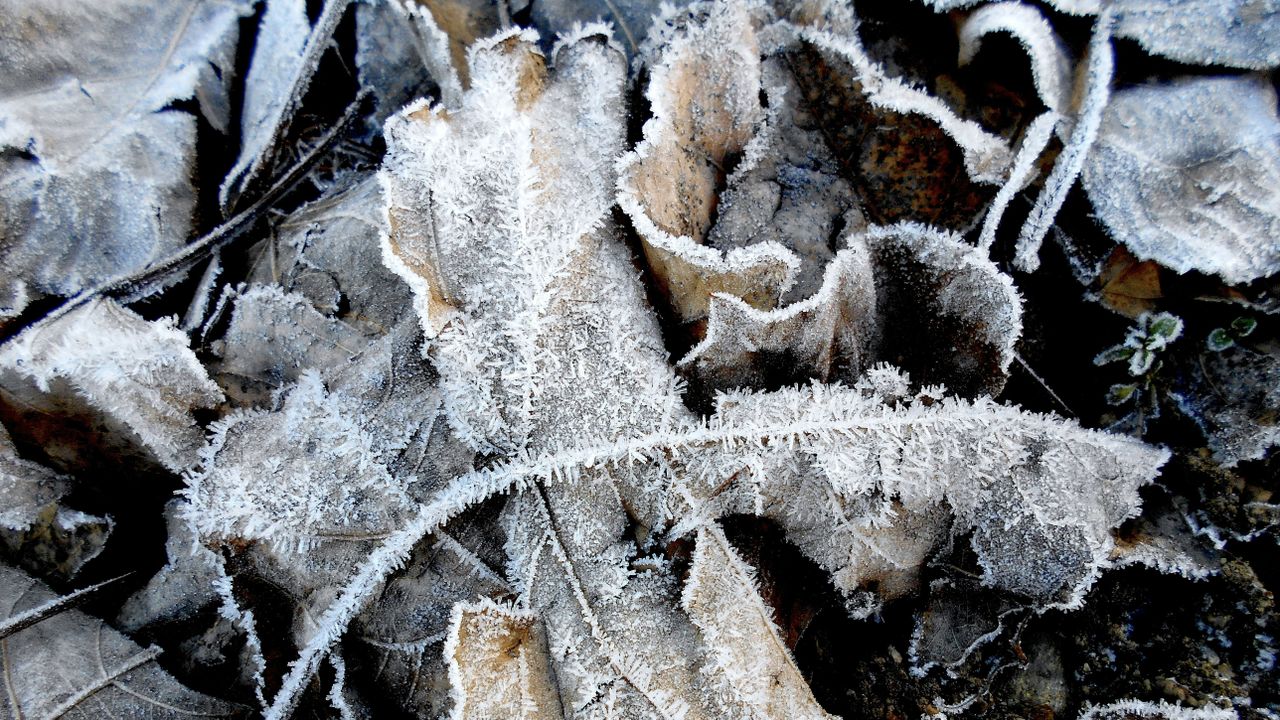 frosty leaves