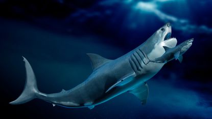 Illustration of megalodon ancient giant shark next to smaller modern shark