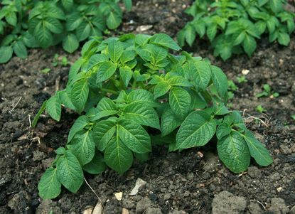 Potato Plant Leaves Above Soil