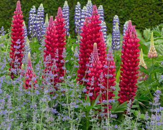 Red Lupin 'My Castle' Lupinus with catmint and in the background Blue Lupin 'The Governor'