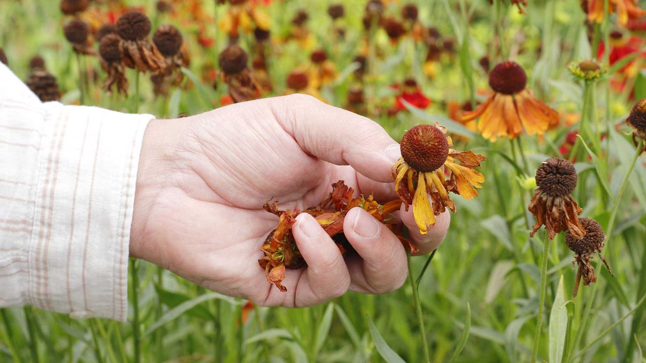 How to deadhead plants properly simple steps from the pros Woman & Home