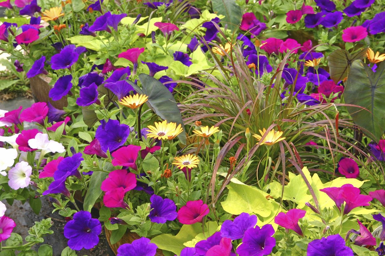 Petunia Plants Alongside Companion Plants In The Garden