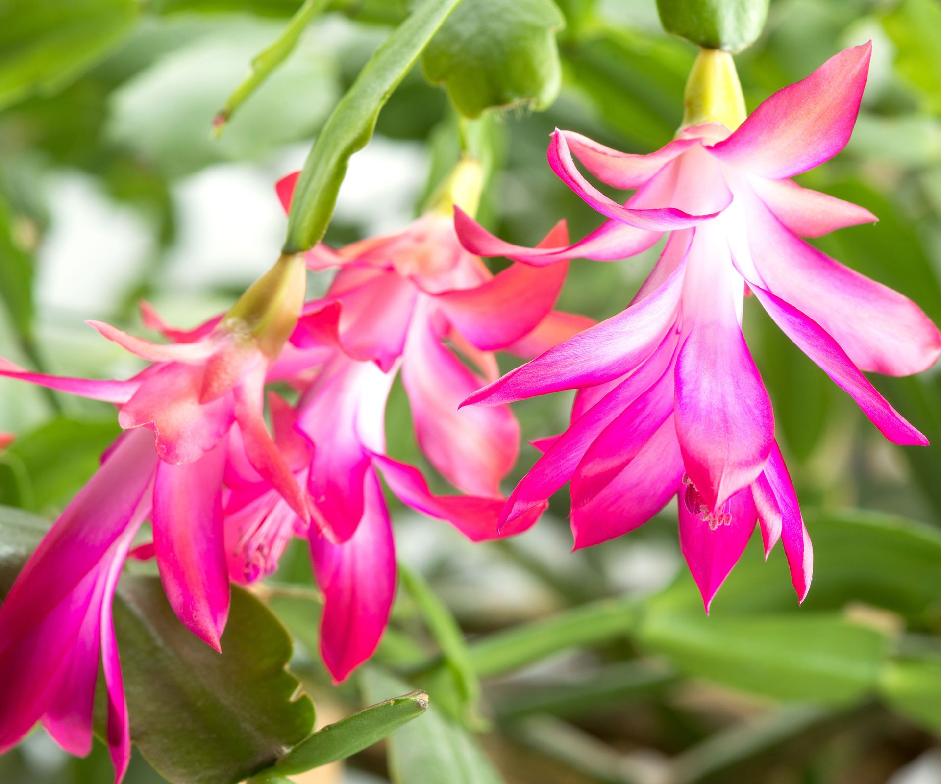 Thanksgiving cactus showing bright pink flowers