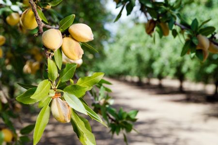 Rows Of Nut Trees