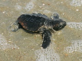 Baby loggerhead heading towards ocean