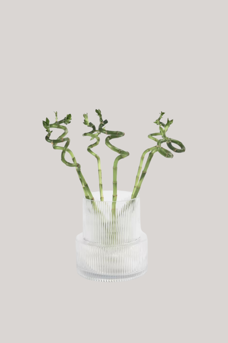 Plant in a Box, Lucky Bamboo Spirals &amp;mdash; Set of 6