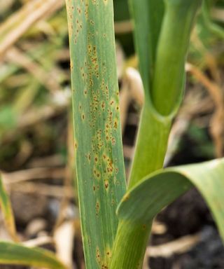 garlic with rust on leaves