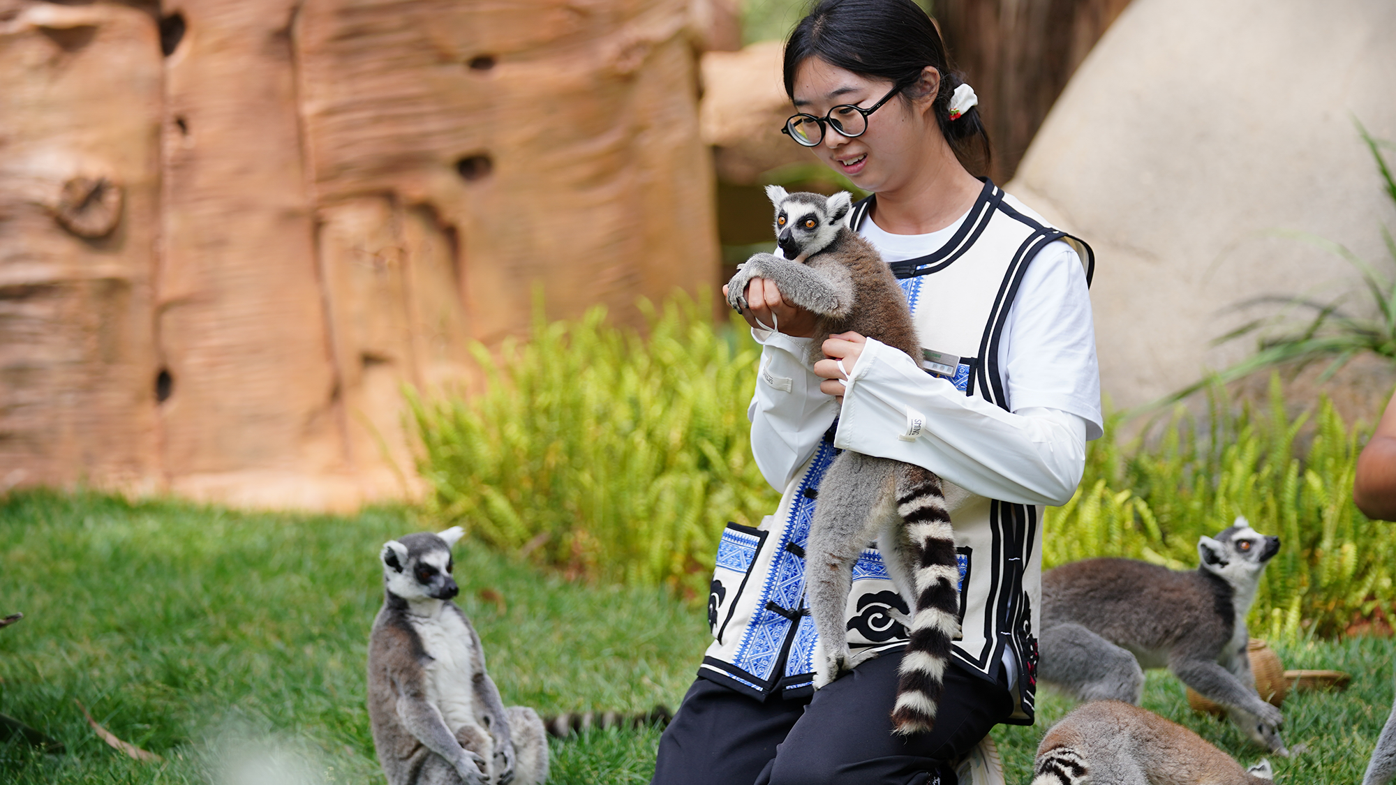 An Asian woman wearing glasses holds a ring-tailed lemur in her hands while other lemurs walk around her