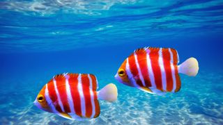 2 peppermint angelfish in blue water