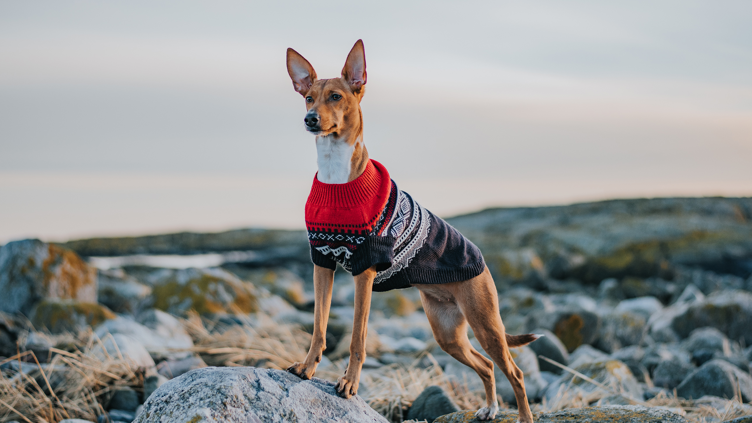 Hund i Mariusgenser