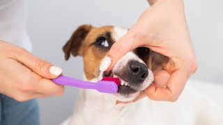 Jack Russell Terrier getting teeth brushed