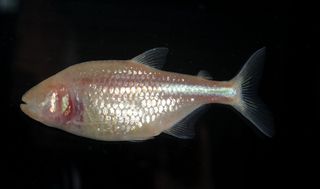 "blind" Mexican cavefish