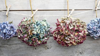 Four Dried Hydrangea Flower Blooms attach to a rope on a wooden background