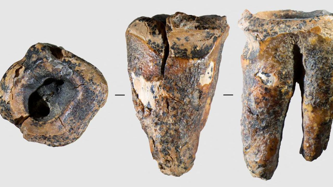 Neanderthal tooth suggests dentistry much older than thought
