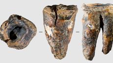 Molar of an adult Neanderthal individual, discovered at Chagyrskaya Cave in the Siberia region of Russia and dating to about 59,000 years ago