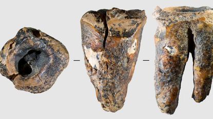 Molar of an adult Neanderthal individual, discovered at Chagyrskaya Cave in the Siberia region of Russia and dating to about 59,000 years ago
