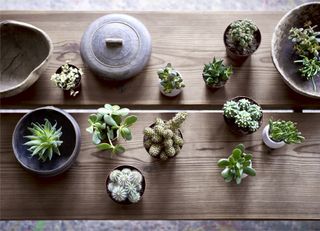 a crows eye view shot of various cacti and succulents on a coffee table