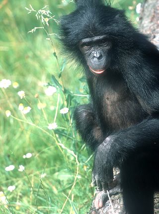 Ulindi, a female bonobo 