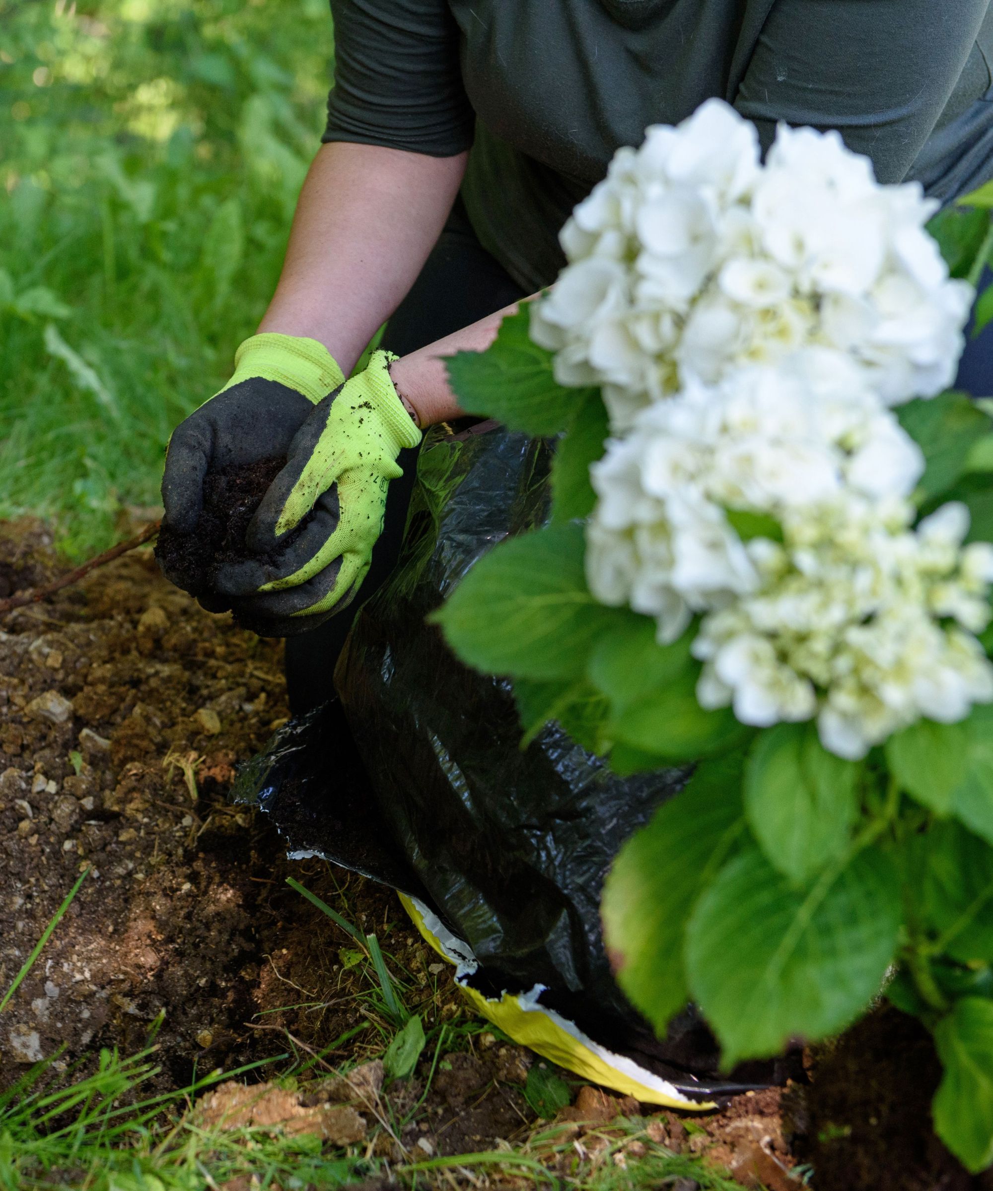 Planting and mulching hydrangea
