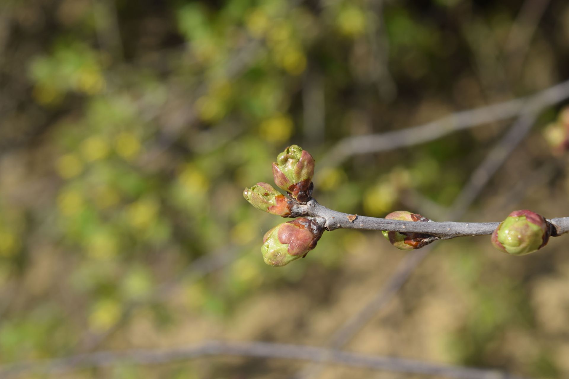 How to prune a cherry tree and when to prune it Homes & Gardens