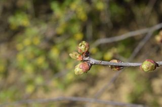 young buds on a cherry tree branch