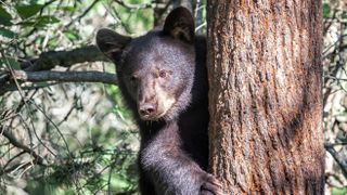 Black bear climbing tree