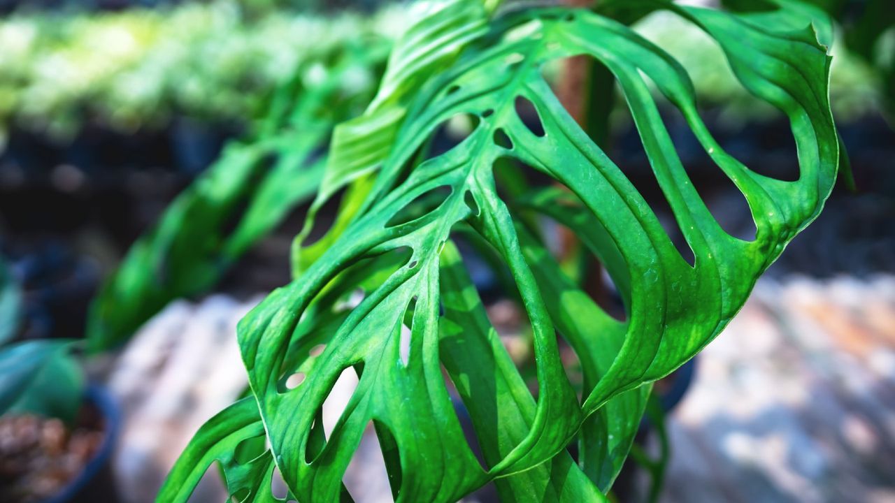 A large Monstera esqueleto leaf