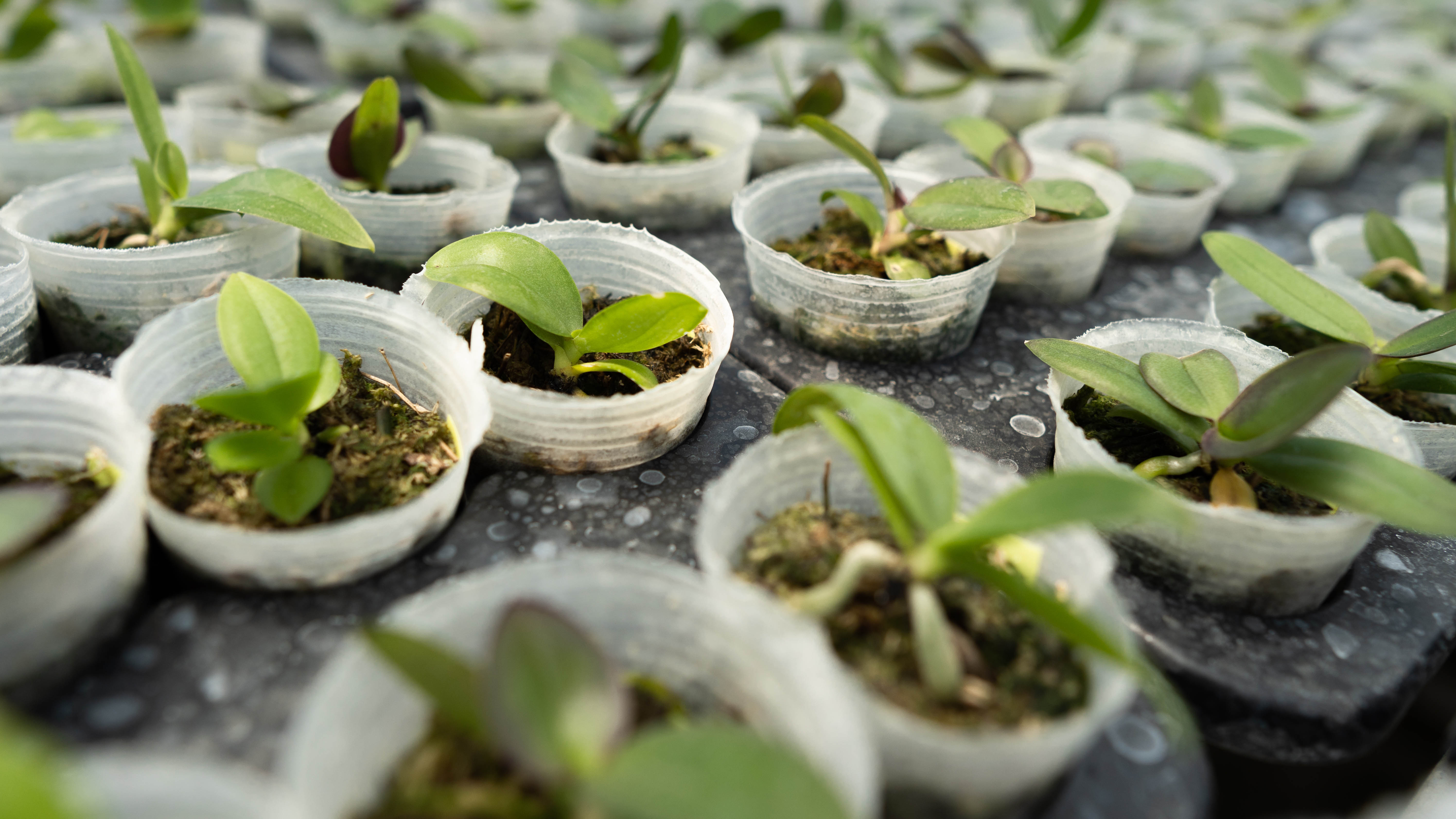 Orchid seedlings in plastic pots
