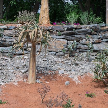 Karoo Succulent Garden. Designed by The Newt in Somerset. Installation. RHS Chelsea Flower Show 2025. Site no. 115