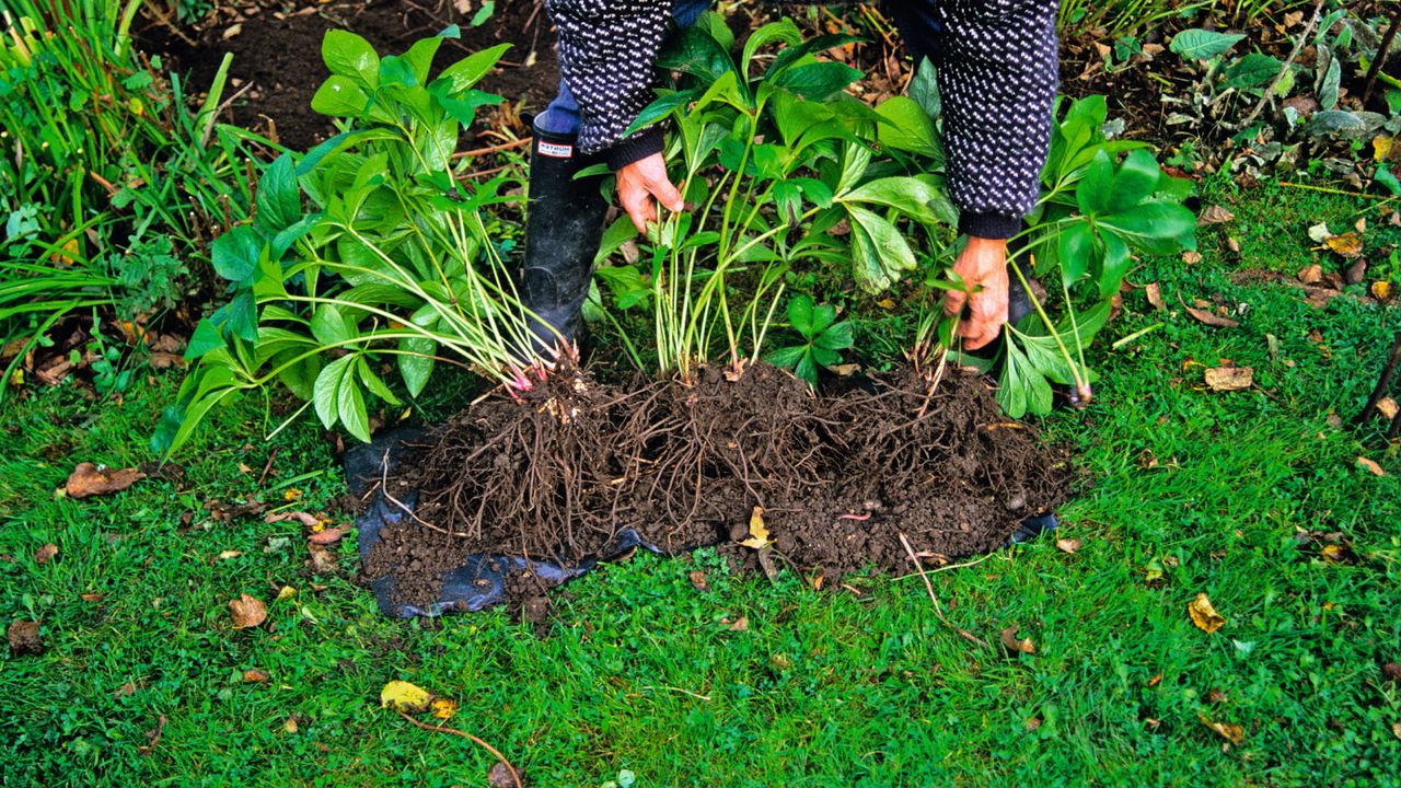 Gardener dividing hellebores