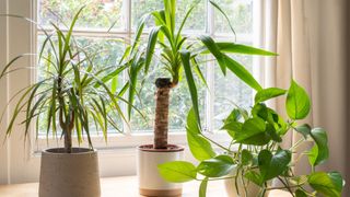 picture of three houseplants in front of a sunny window
