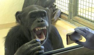 Yawning Chimpanzee
