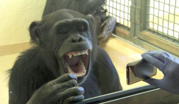 Yawning Chimpanzee